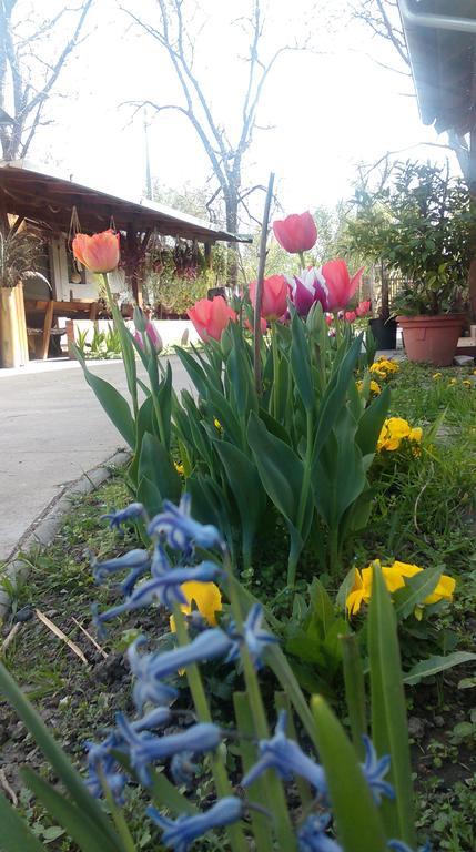 Farm Stay Lackovic Bilje Exterior foto